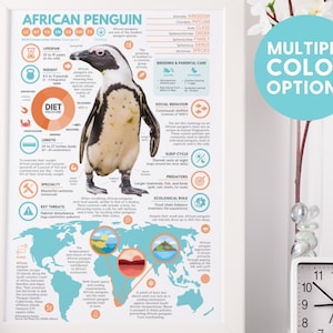 Póster de pingüino africano / Impresión infográfica sobre fauna silvestre / Educación para la conservación (28 x 43 cm)