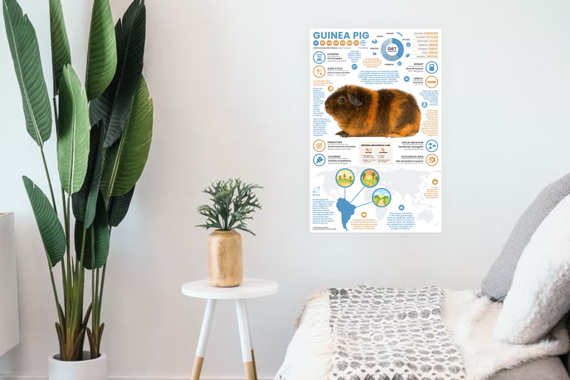 Guinea Pig Poster | Animal Infographic | Conservation Education (11" X ...