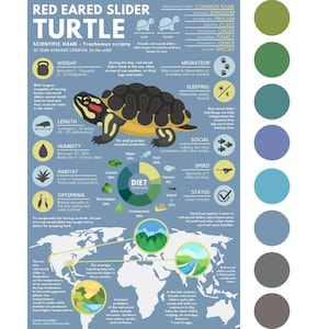 Póster de tortuga de orejas rojas / Infografía educativa sobre animales / 8 opciones de color - Múltiples tamaños, hasta 91 cm