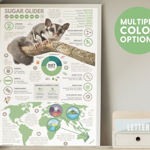 Póster de petauro del azúcar / Impresión infográfica de fauna silvestre / Educación para la conservación (28 x 43 cm)