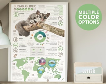 Sugar Glider Poster | Wildlife Animal Infographic Print | Conservation Education (11" x 17")