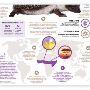 K&ouml;nnte beinhalten: Eine Infografik &uuml;ber den Afrikanischen Zwergigel, ein kleines S&auml;ugetier, das in Afrika beheimatet ist. Die Infografik enth&auml;lt Informationen &uuml;ber seine Fortpflanzung, Brutpflege, geografische Verbreitung, &ouml;kologische Rolle und Fressfeinde. Sie enth&auml;lt auch eine Karte, die das Verbreitungsgebiet des Igels zeigt, und eine Nahaufnahme seines Lebensraums.