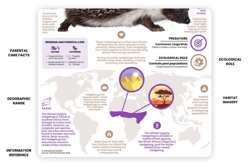 K&ouml;nnte beinhalten: Eine Infografik &uuml;ber den Afrikanischen Zwergigel, ein kleines S&auml;ugetier, das in Afrika beheimatet ist. Die Infografik enth&auml;lt Informationen &uuml;ber seine Fortpflanzung, Brutpflege, geografische Verbreitung, &ouml;kologische Rolle und Fressfeinde. Sie enth&auml;lt auch eine Karte, die das Verbreitungsgebiet des Igels zeigt, und eine Nahaufnahme seines Lebensraums.