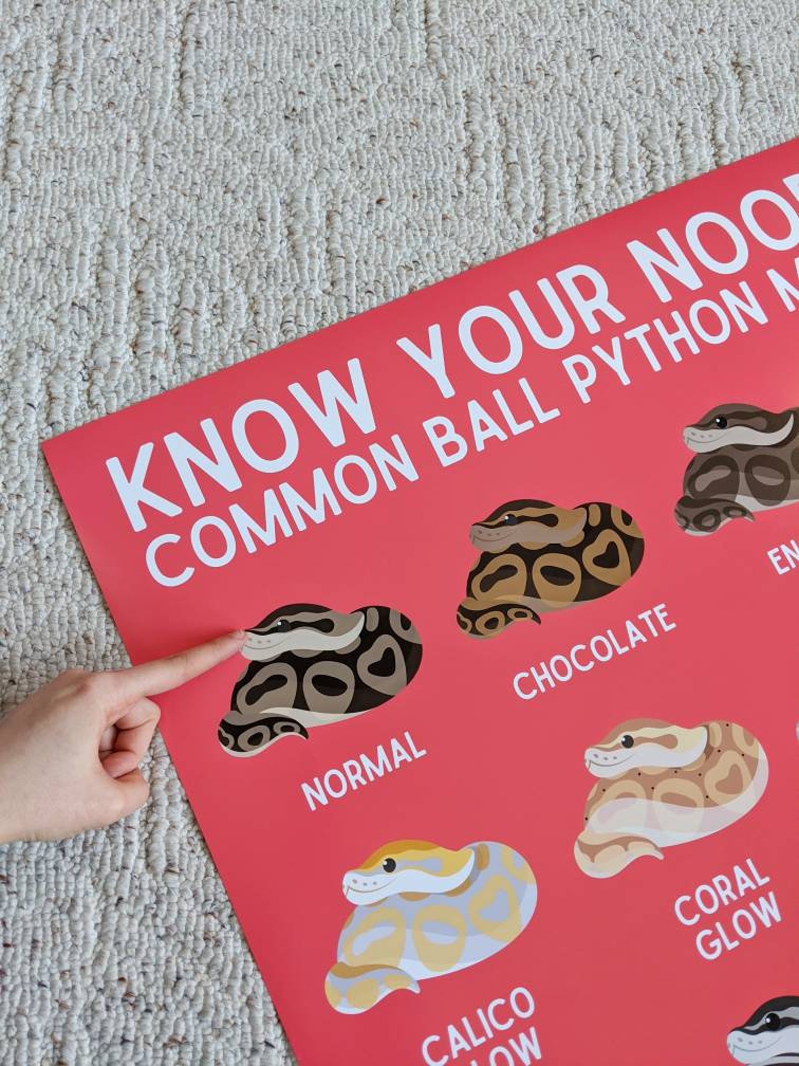 Know Your Noodle Print Ball Python Education Poster ft. | Etsy