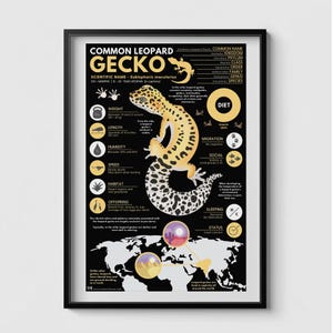 Póster de gecko leopardo / Impresión infográfica de animales de 28 x 43 cm