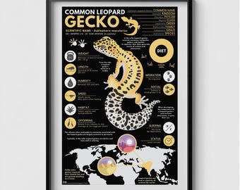 Leopard Gecko Poster |  11&quot; x 17&quot; Animal Infographic Print