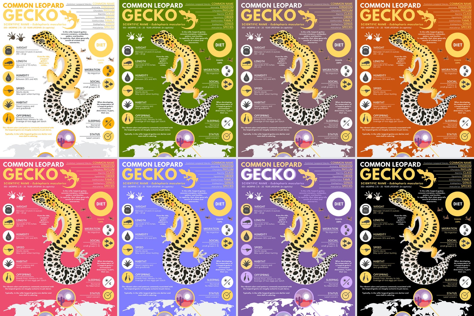 Common Leopard Gecko Print Exotic Animal Infographic Poster Ft ...