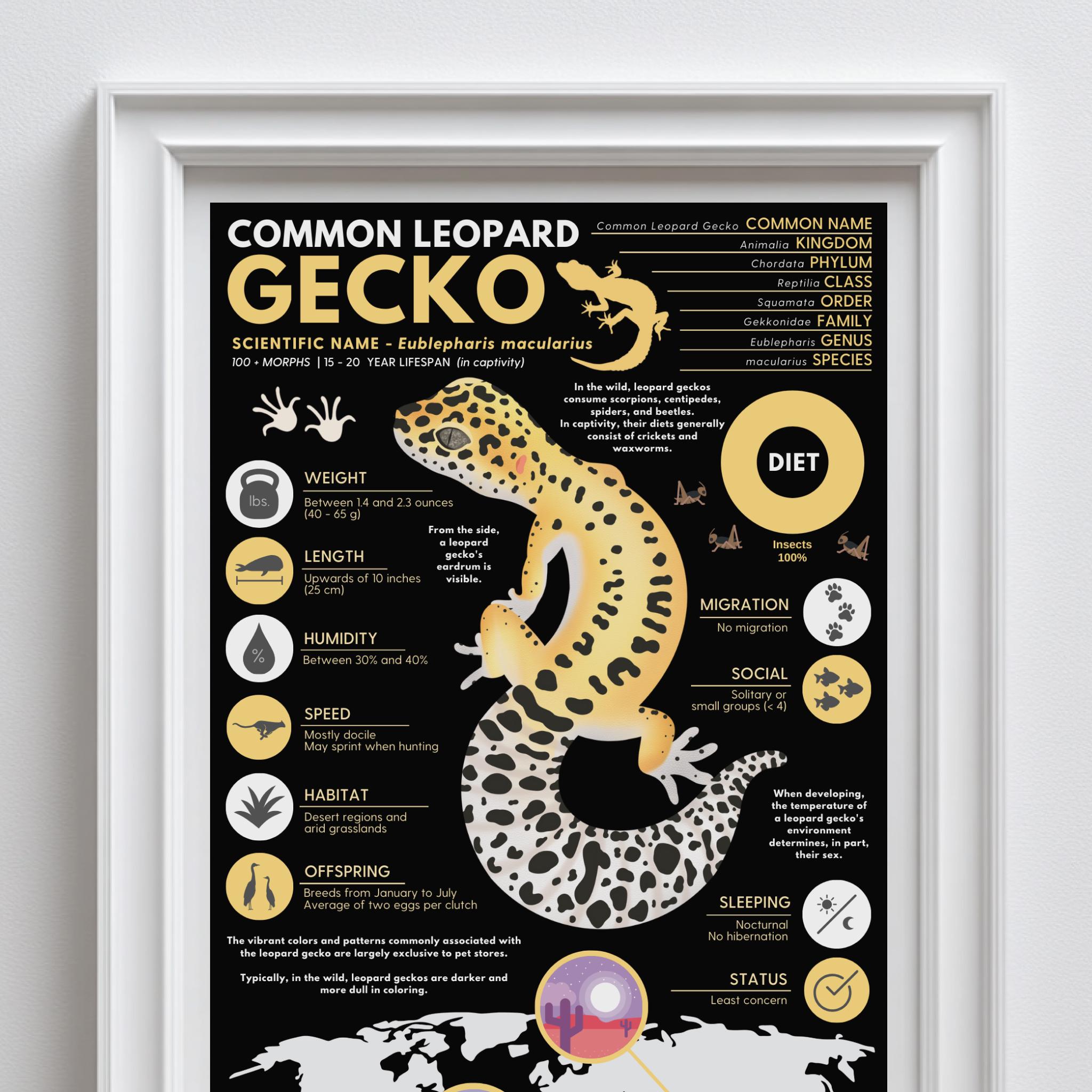 Leopard Gecko Poster | 11