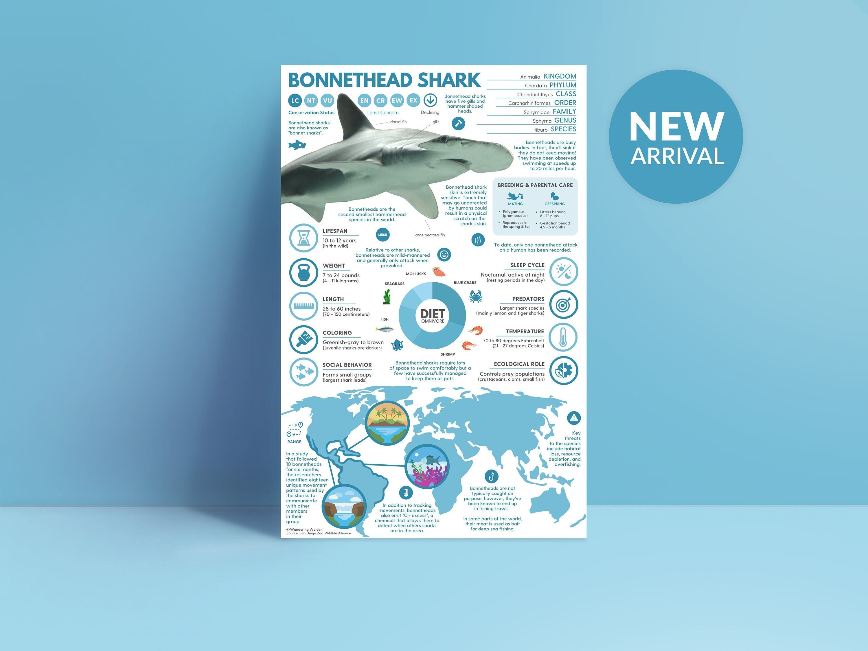 Bonnethead Shark Print Hammerhead Shark Animal Infographic - Etsy Australia Bonnethead Shark Print Hammerhead Shark Animal Infographic - Etsy Australia