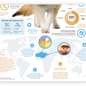 May include: An infographic about the Fennec fox, a small desert fox with large ears. The infographic includes information about its diet, habitat, breeding, and ecological role. The infographic also includes a map showing the geographic range of the Fennec fox.
