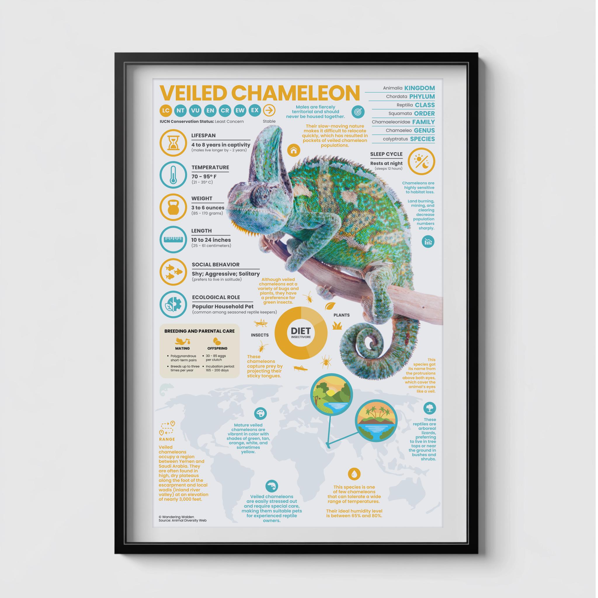 Veiled Chameleon Poster | 11