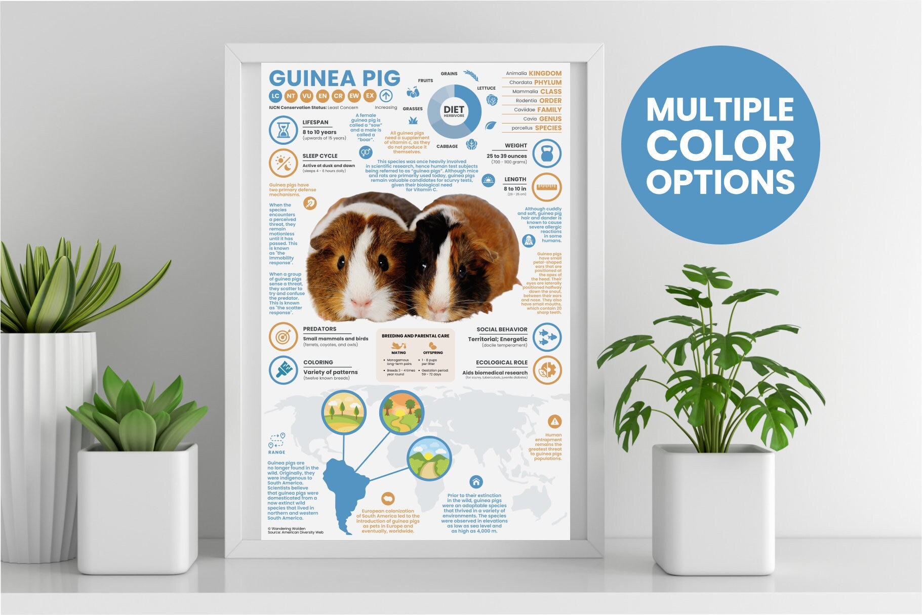 Guinea Pig Poster | Animal Infographic | Conservation Education (11" X ...