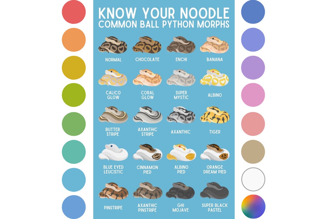 Know Your Noodle Print | Ball Python Education Poster Ft. Original ...