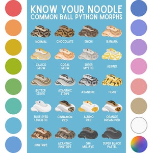 Know Your Noodle Print | Ball Python Education Poster ft. Original Digital Artwork | Multiple Color Options [Sizes up to 36&quot;]
