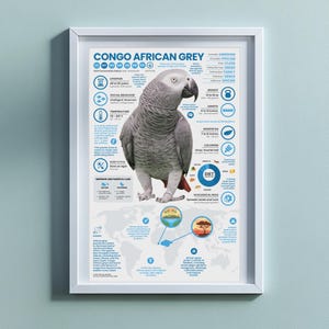 Póster de la foca gris africana del Congo / Impresión infográfica de animales de 28 x 43 cm