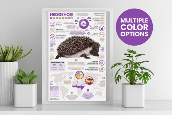 Hedgehog Poster | Wildlife Animal Infographic | Conservation Education (11" x 17")