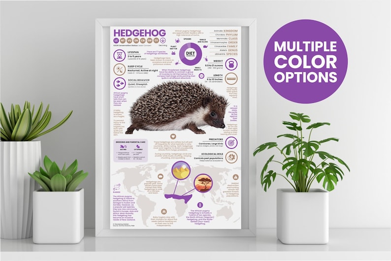 K&ouml;nnte beinhalten: Ein farbenfrohes Infografik-Poster &uuml;ber Igel mit einer detaillierten Illustration eines Igels, einer Karte, die seine Verbreitung zeigt, und Informationen &uuml;ber seine Ern&auml;hrung, Lebensdauer und andere Fakten. Das Poster hat ein lila-wei&szlig;es Farbschema.