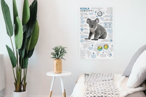 Koala Poster | Animal Infographic | Conservation Education (11