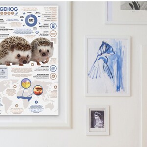 May include: A colorful infographic poster about hedgehogs with a world map showing their distribution. The poster includes information about their lifespan, diet, predators, and ecological role. Two hedgehogs are pictured in the top right corner.