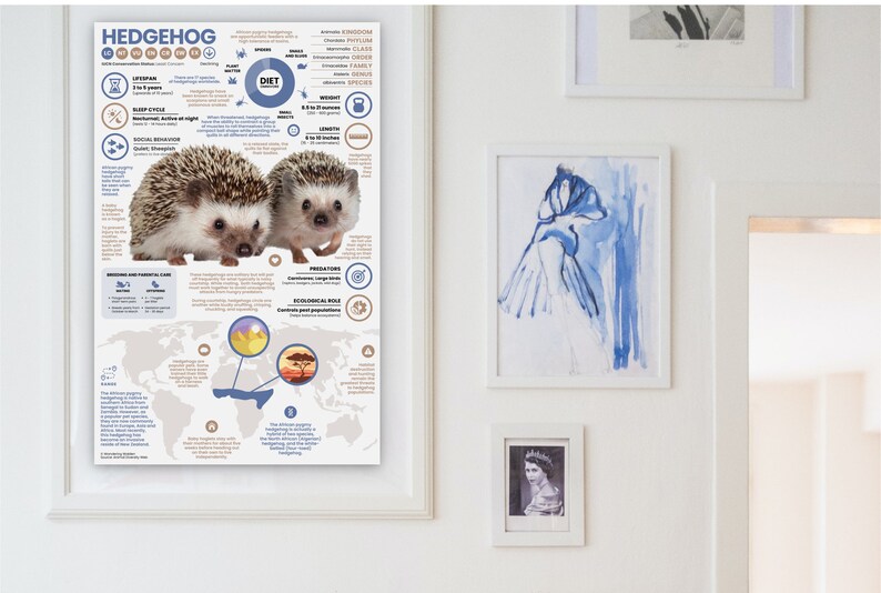 May include: A colorful infographic poster about hedgehogs with a world map showing their distribution. The poster includes information about their lifespan, diet, predators, and ecological role. Two hedgehogs are pictured in the top right corner.