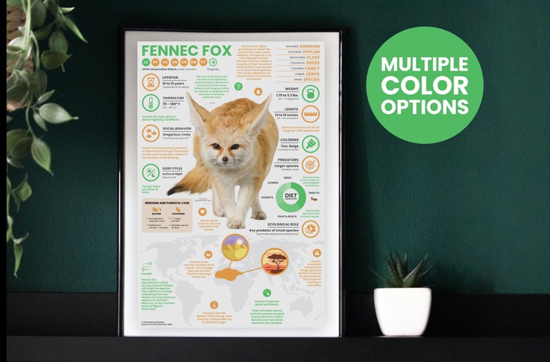 May include: A colorful infographic poster about the Fennec Fox, a small desert fox with large ears. The poster includes information about the animal's lifespan, habitat, diet, and other interesting facts. The poster is printed on high-quality paper and is perfect for any animal lover's home or classroom.