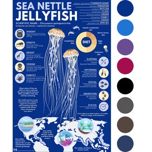 Impresión de medusa ortiga de mar / Póster infográfico de animales exóticos con obra de arte digital original [28 x 43 cm]
