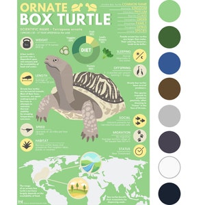 Impresión de tortuga de caja ornamentada / Póster infográfico de animales exóticos con obra de arte digital original (28 x 43 cm)