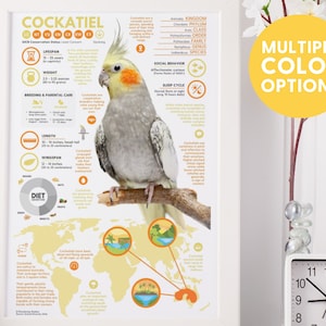 Póster de cacatúas / Impresión de loros / Infografía de animales salvajes / Educación para la conservación (28 x 43 cm)