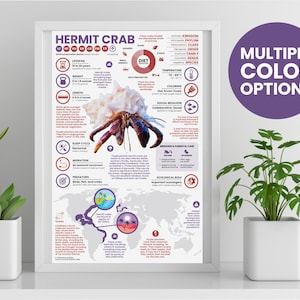 Hermit Crab Poster | Animal Infographic | Conservation Education (11&quot; x 17&quot;)