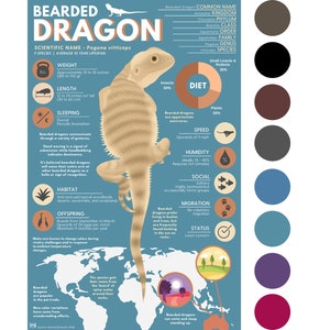 Bearded Dragon Print | Animal Infographic Poster ft. Original Digital Artwork | Modern Educational Poster (11" x 17")