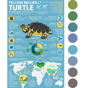 Póster de tortuga de vientre amarillo / Infografía educativa sobre animales / 8 opciones de color - Múltiples tamaños, hasta 91 cm