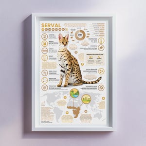 Póster de serval / Impresión infográfica de animales de 28 x 43 cm