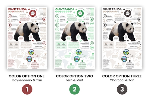 Giant Panda Poster | Wildlife Animal Infographic | Conservation