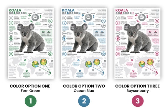 Koala Poster | Animal Infographic | Conservation Education (11