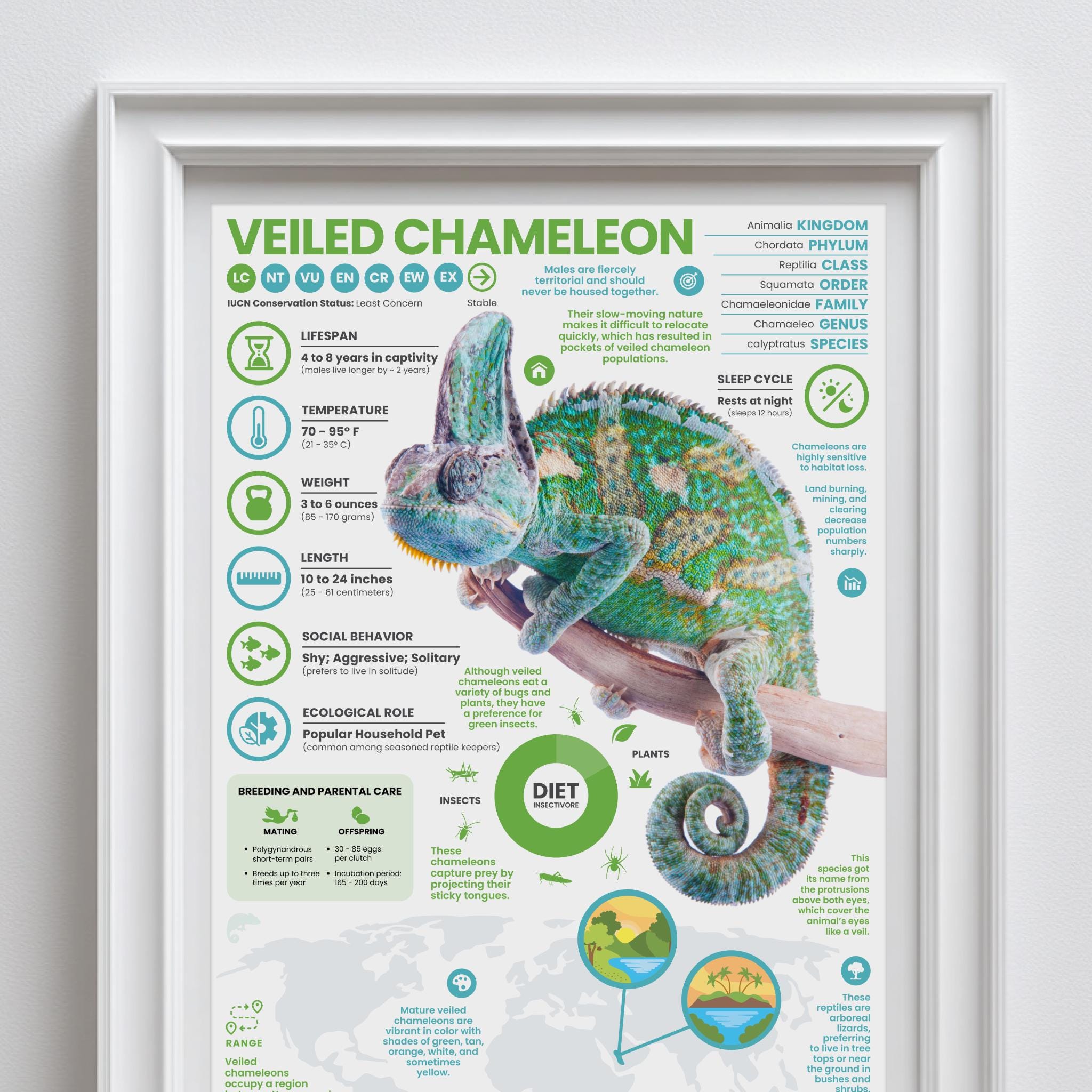 Veiled Chameleon Poster | 11