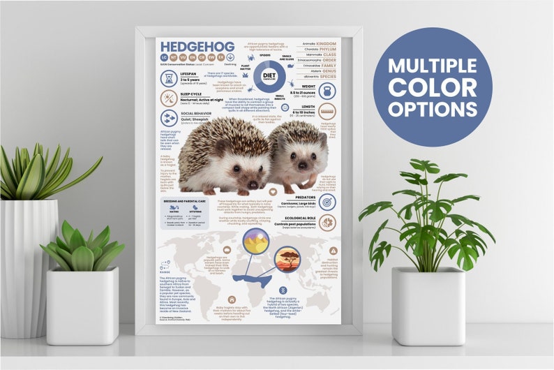May include: A colorful infographic poster about hedgehogs with illustrations of two hedgehogs, a world map, and a diagram of their diet. The poster includes information about their lifespan, sleep cycle, social behavior, breeding and parental care, predators, ecological role, and distribution. The title of the poster is "Hedgehog - Erinaceidae".