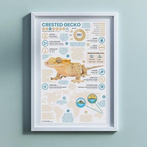 Crested Gecko Poster |  11&quot; x 17&quot; Animal Infographic Print