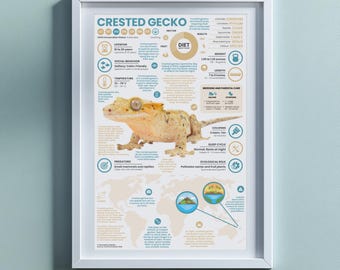 Póster de gecko crestado / Lámina infográfica de animales de 28 x 43 cm