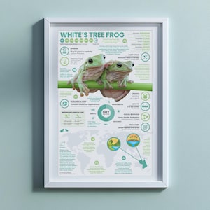 Whites trädgroda-affisch | Djurinfografik 28 x 43 cm