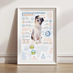 Afiche de pastor australiano / Impresión infográfica de animales de 11" x 17"