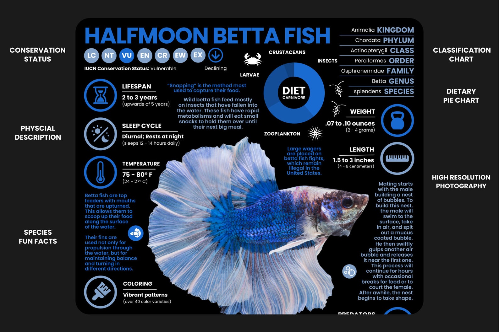 Betta Fish Poster | Wildlife Animal Infographic | Conservation ...