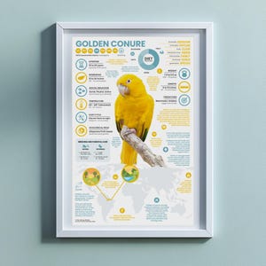 Póster de cotorra dorada / Impresión infográfica de animales de 28 x 43 cm