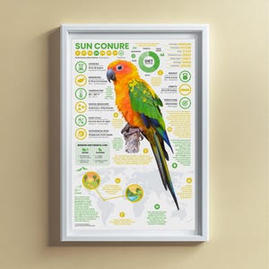 Póster de cotorra del sol / Impresión infográfica de animales de 28 x 43 cm