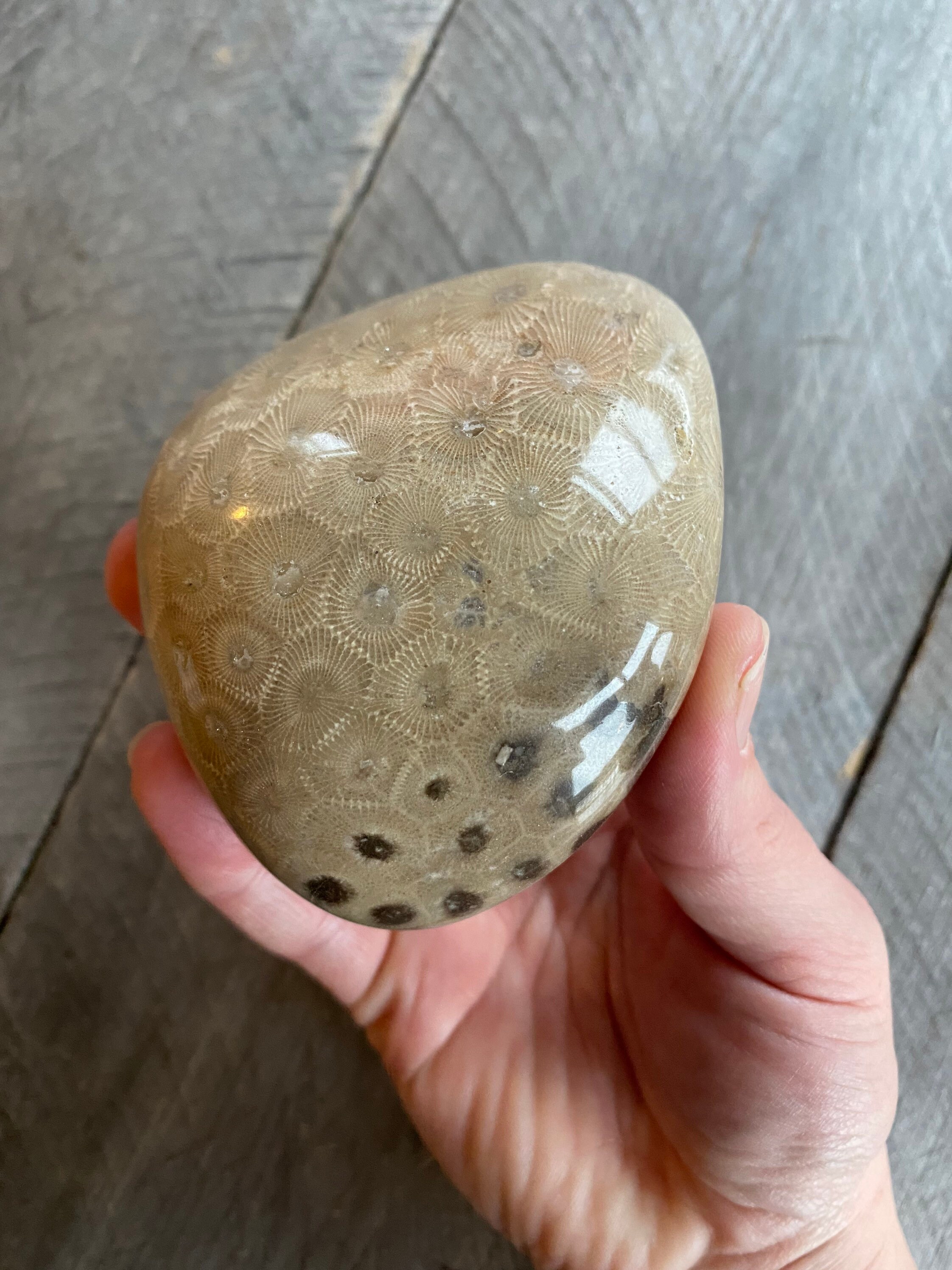 Beautifully Hand Polished Petoskey Stone!!