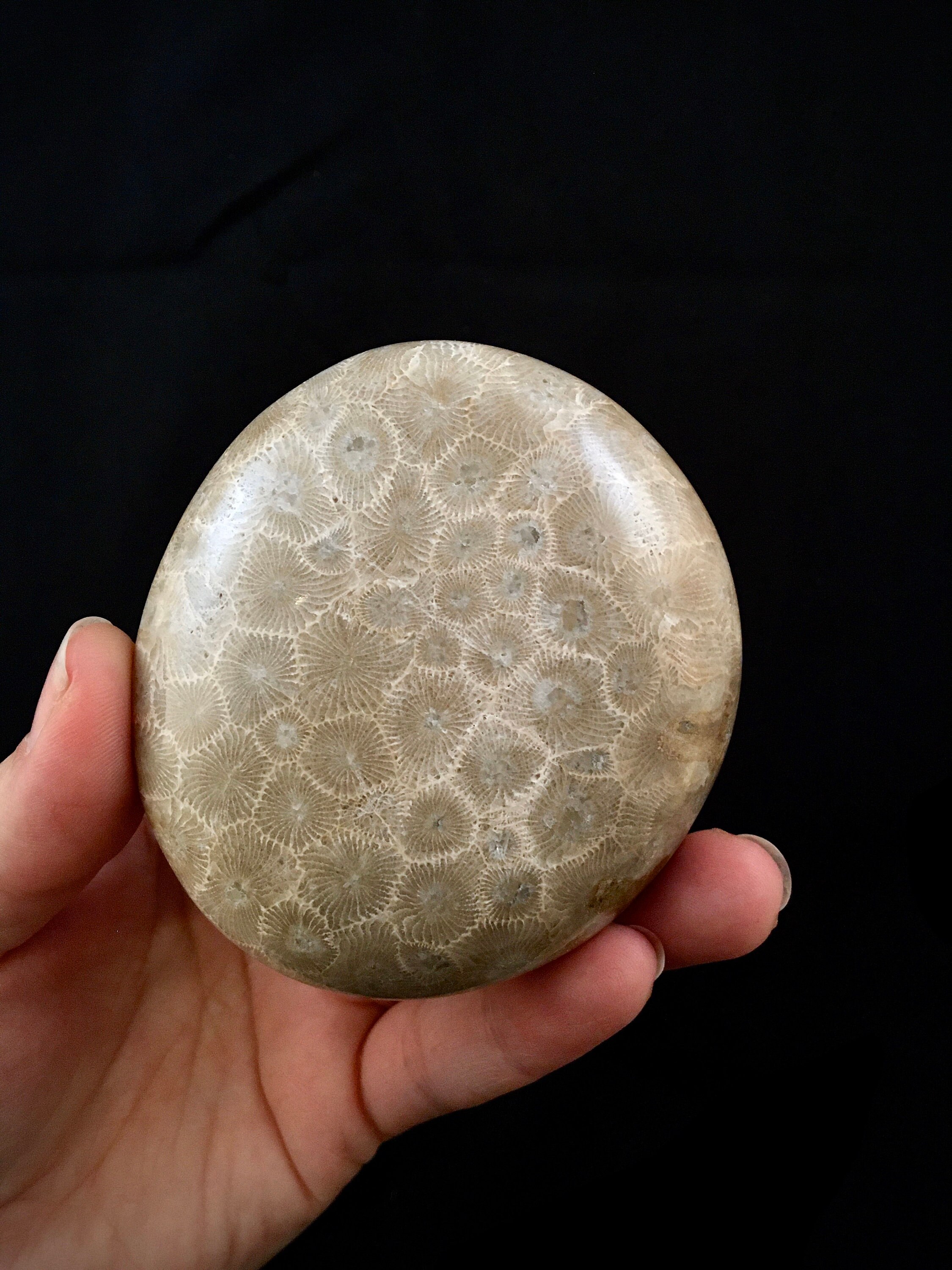 Beautifully Hand Polished Petoskey Stone!!