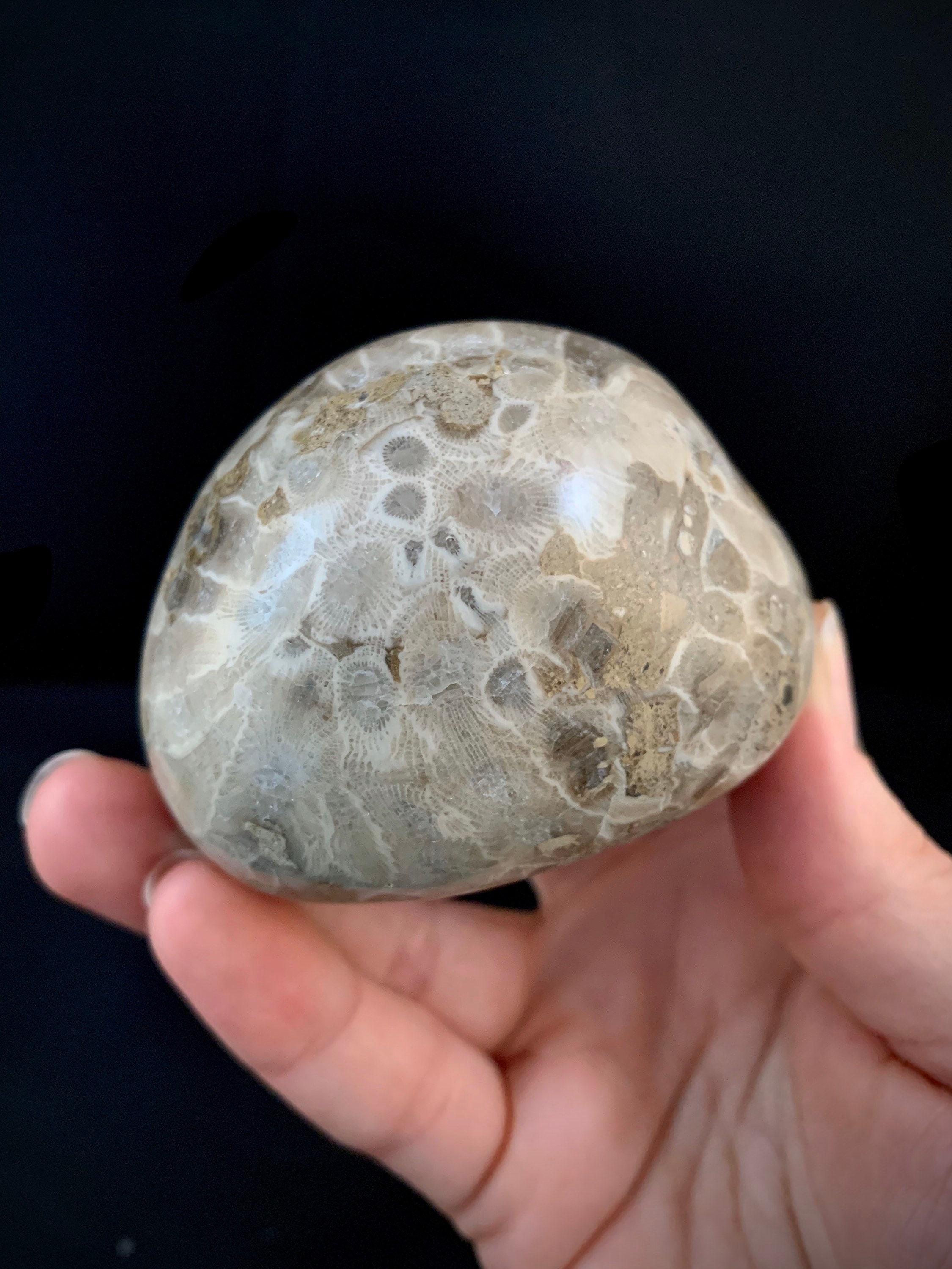 Beautifully Hand Polished Petoskey Stone