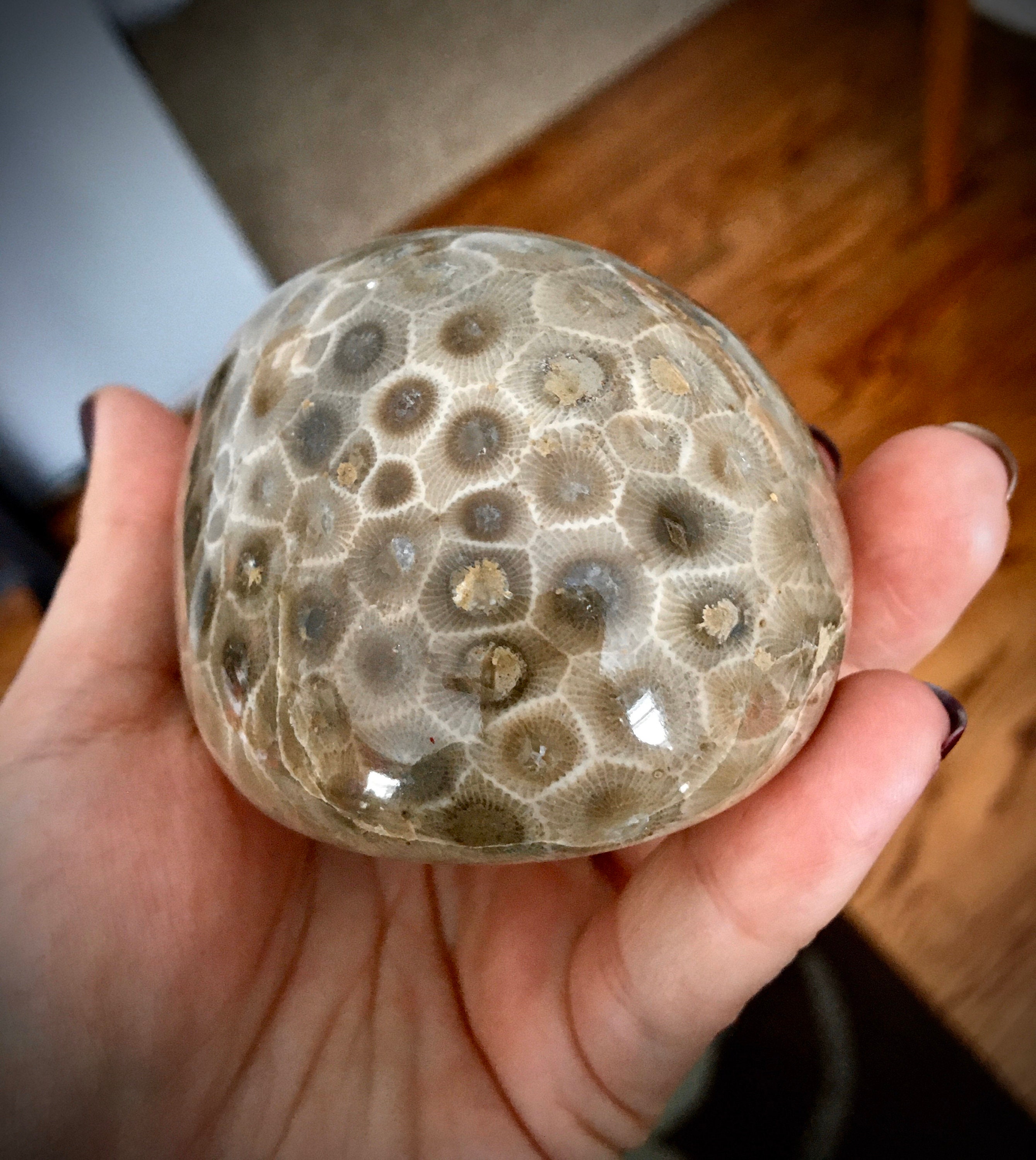 Beautifully Hand Polished Petoskey Stone mark-farner-house-in-petoskey-mi-google-maps