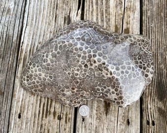 Beautifully Hand Polished Petoskey Stone (HUGE!)