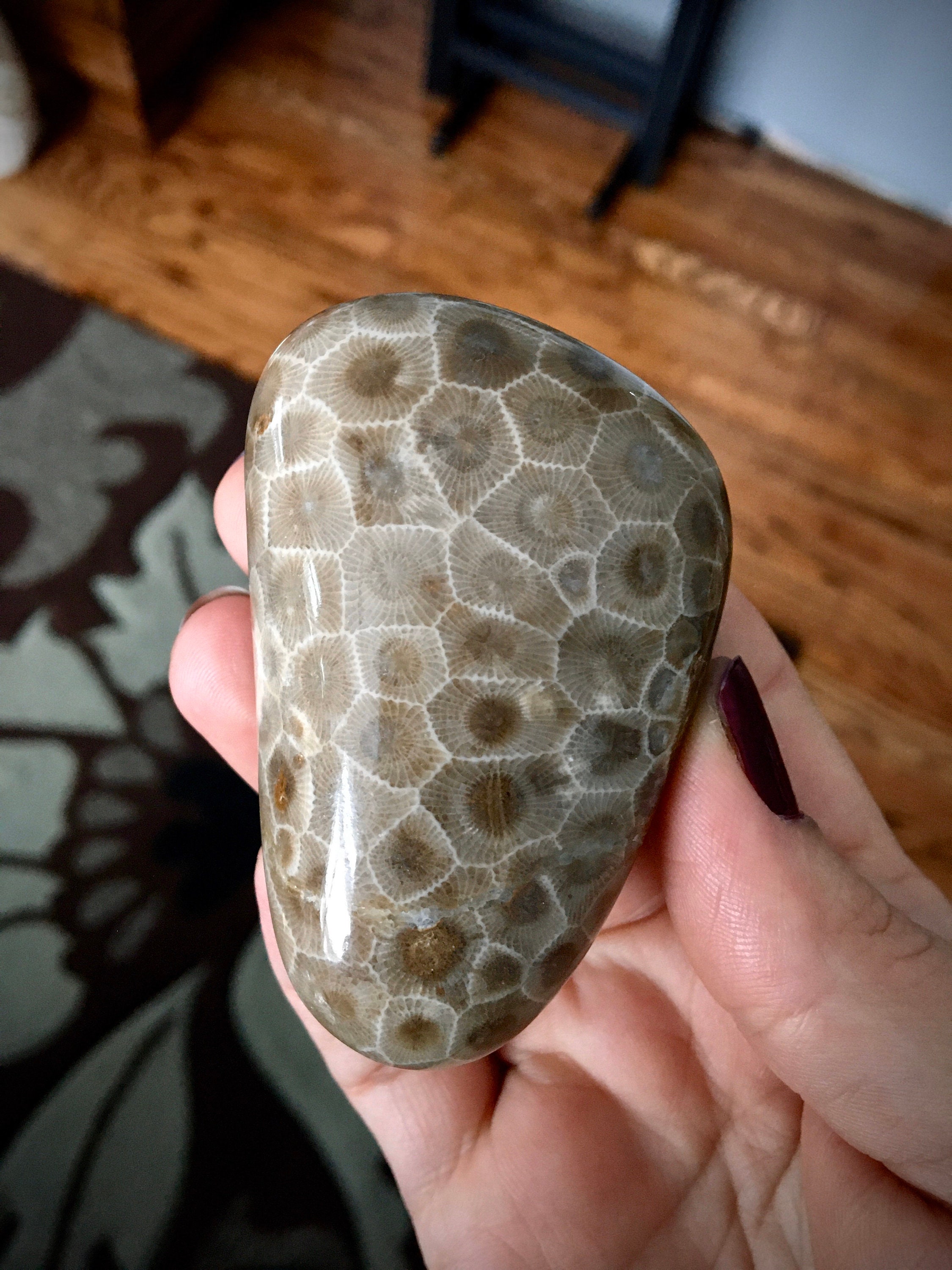 Beautifully Hand Polished Petoskey Stone!!