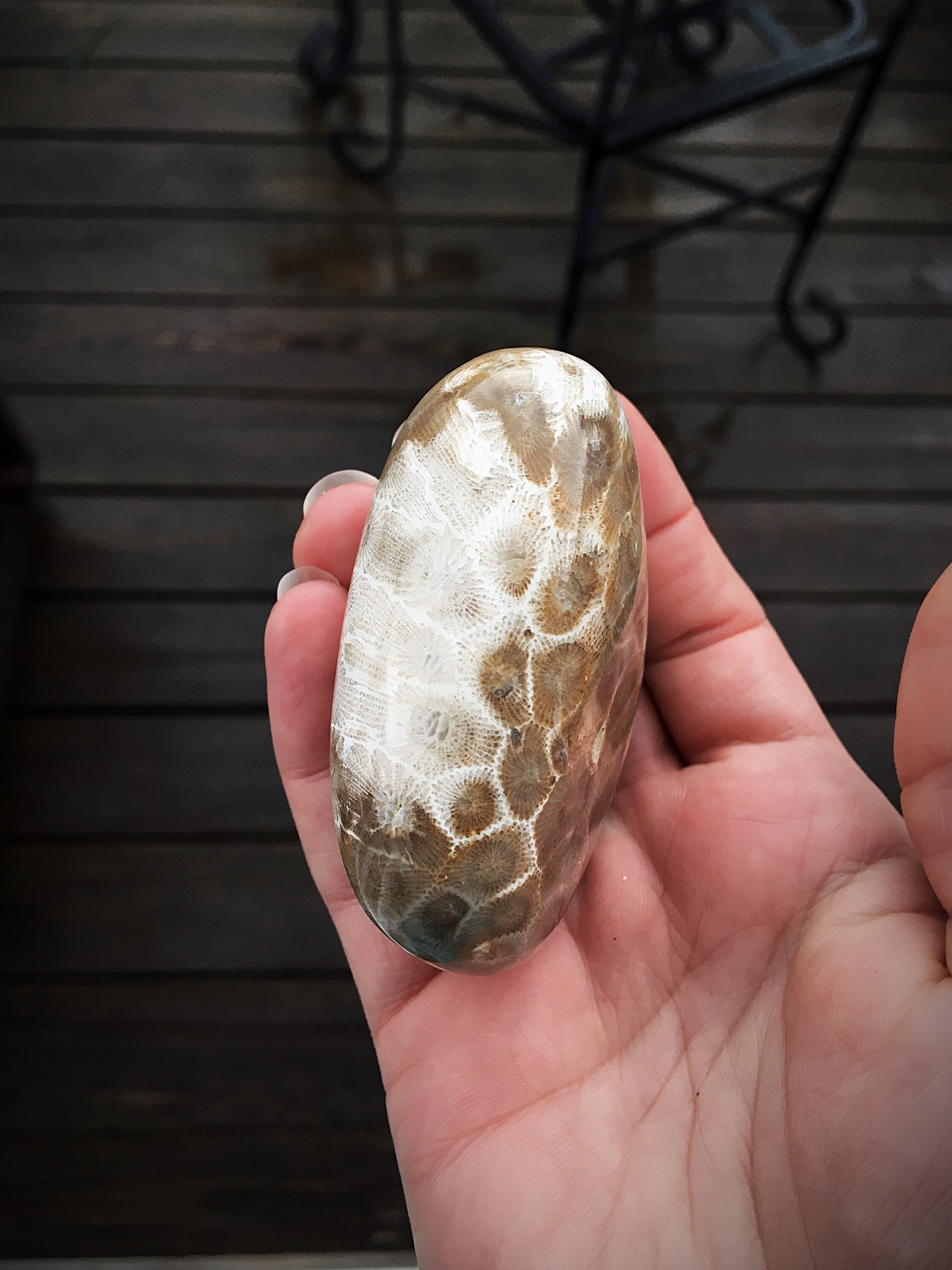 Beautifully Hand Polished Petoskey Stone!!